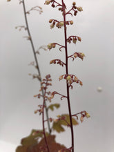 Load image into Gallery viewer, Perennial - Heuchera villosa &#39;Big Top Caramel Apple&#39; (1 Gallon)
