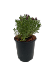 Load image into Gallery viewer, Ornamental Herb - Lavandula Stoechas &#39;Bandera Deep Rose&#39; (1 Gallon)
