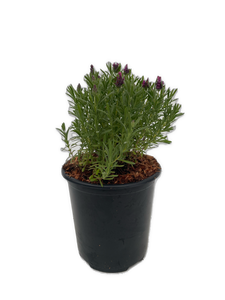 Ornamental Herb - Lavandula Stoechas 'Bandera Deep Rose' (1 Gallon)