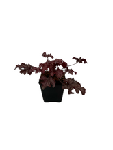 Load image into Gallery viewer, Perennial - Heuchera x hybrida &#39;Peach Parfait&#39; (4 Inch)
