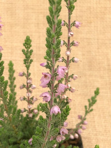 Shrub - Calluna vulgaris 'Silver Knight Summer Heather' (4 Inch)