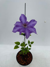 Load image into Gallery viewer, Staked/Vines - Clematis x hybrida 'The President' (1 Gallon) Product vendor
