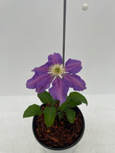 Load image into Gallery viewer, Staked/Vines - Clematis x hybrida 'The Vagabond' (1 Gallon) Product vendor
