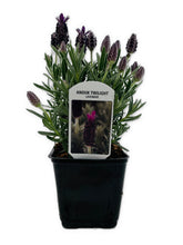 Load image into Gallery viewer, Ornamental Herb - Lavandula Stoechas &#39;Anouk Twilight Sky&#39; (1 Gallon)
