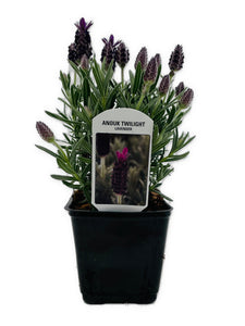 Ornamental Herb - Lavandula Stoechas 'Anouk Twilight Sky' (1 Gallon)