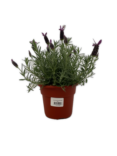 Ornamental Herb - Lavandula stoechas 'Purple Rain Spanish Trailing Lavender' (6 Inch Terracotta) Product vendor