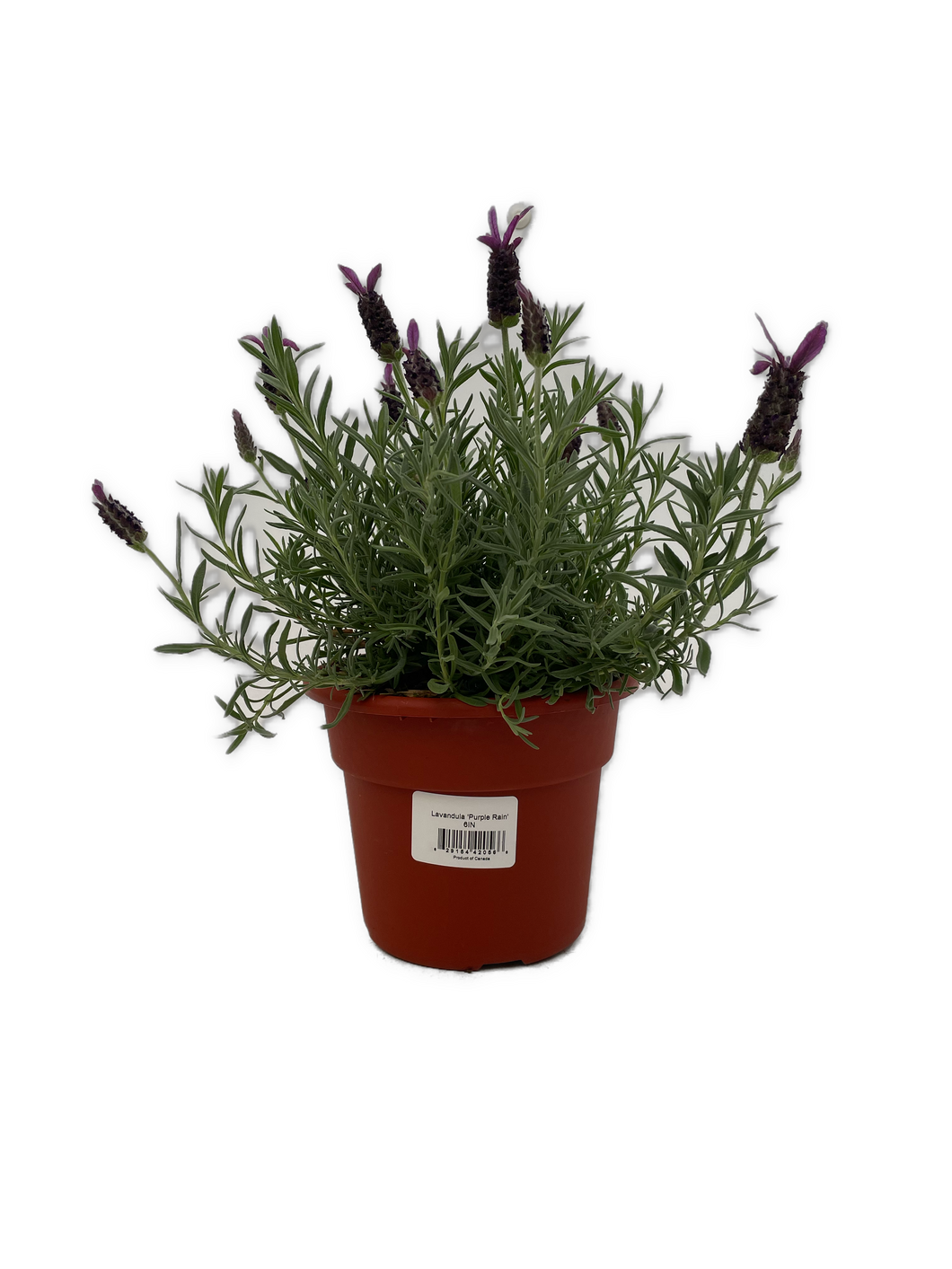 Ornamental Herb - Lavandula stoechas 'Purple Rain Spanish Trailing Lavender' (6 Inch Terracotta) Product vendor