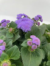 Load image into Gallery viewer, Annual - Ageratum houstianum &#39;Aguilera Sky Blue Floss Flower’ (6 Inch Terracotta) Product vendor
