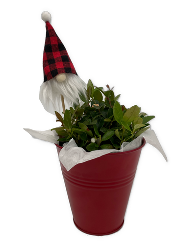 Christmas - Gaultheria 'Wintergreen' with Gnome head (4 Inch Tin) Product vendor