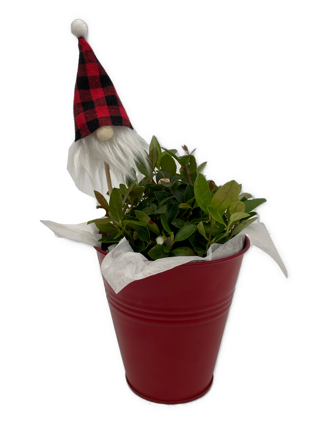 Christmas - Gaultheria 'Wintergreen' with Gnome head (4 Inch Tin) Product vendor