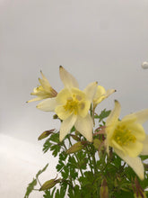 Load image into Gallery viewer, Perennial - Aquilegia x hybrida &#39;Earlybird Yellow Columbine&#39; (1 Gallon) Product vendor
