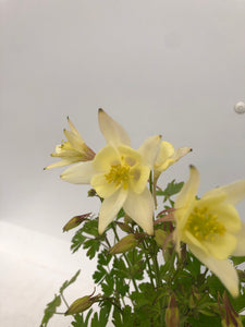 Perennial - Aquilegia x hybrida 'Earlybird Yellow Columbine' (1 Gallon) Product vendor