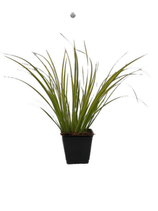 Acorus Gramineus 'Golden Variagated Sweet Flag' (4 inch)