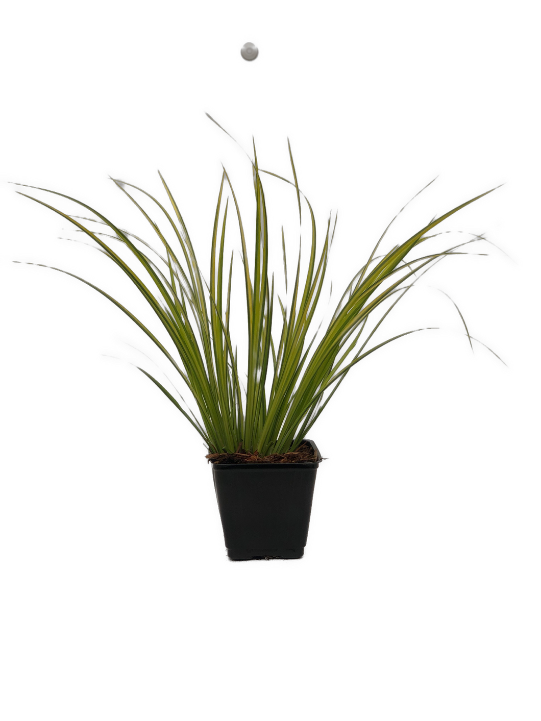 Acorus Gramineus 'Golden Variagated Sweet Flag' (4 inch)