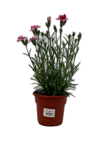 Annual - Dianthus cultivars 'Capitan Pink Eye' (6 Inch Terracotta) Product vendor