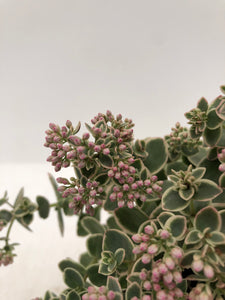 Ground Cover - Sedum 'Sunsparkler Lime Twister Stonecrop' (4 Inch)