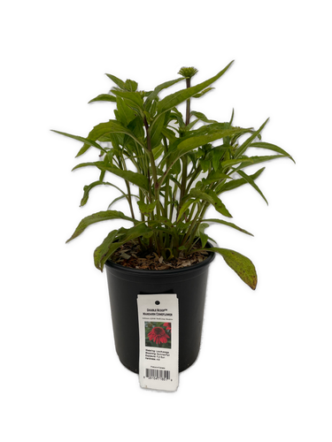 Perennial - Echinacea hybrida 'Double Scoop Mandarin' (1 Gallon) Product vendor