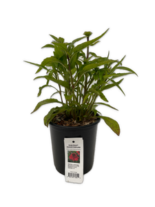 Perennial - Echinacea hybrida 'Double Scoop Mandarin' (1 Gallon) Product vendor