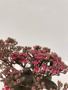 Ground Cover - Sedum 'Sunsparkler Dazzleberry Stonecrop' (4 Inch)