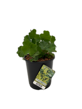 Load image into Gallery viewer, Perennial - Alchemilla mollis &#39;Lady&#39;s Mantle&#39; (1 Gallon) Product vendor
