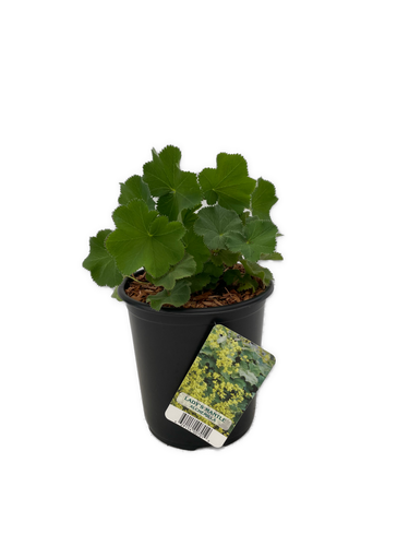 Perennial - Alchemilla mollis 'Lady's Mantle' (1 Gallon) Product vendor