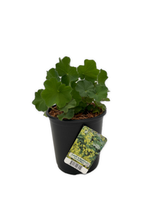 Perennial - Alchemilla mollis 'Lady's Mantle' (1 Gallon) Product vendor