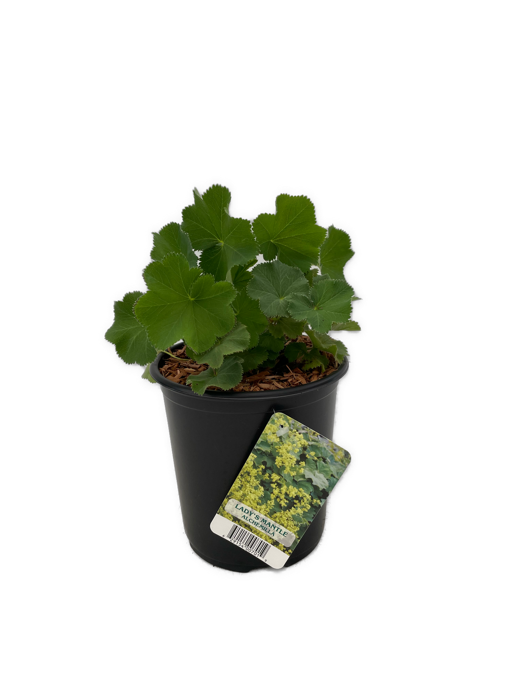 Perennial - Alchemilla mollis 'Lady's Mantle' (1 Gallon) Product vendor