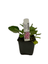 Load image into Gallery viewer, Perennial - Incarvillea delavayi &#39;Hardy Gloxinia&#39; (4 Inch) Product vendor
