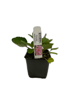 Perennial - Incarvillea delavayi 'Hardy Gloxinia' (4 Inch) Product vendor