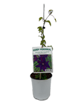 Load image into Gallery viewer, Staked/Vines - Clematis x hybrida 'The Vagabond' (1 Gallon) Product vendor
