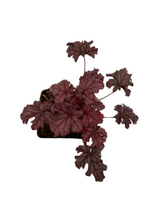 Load image into Gallery viewer, Perennial - Heuchera x hybrida &#39;Peach Parfait&#39; (4 Inch)
