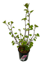 Load image into Gallery viewer, Shrub - Lavatera x clemenii &#39;Eyecatcher Tree Mallow&#39; (1 Gallon) Product vendor
