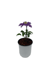 Load image into Gallery viewer, Staked/Vines - Clematis x hybrida 'The Vagabond' (1 Gallon) Product vendor
