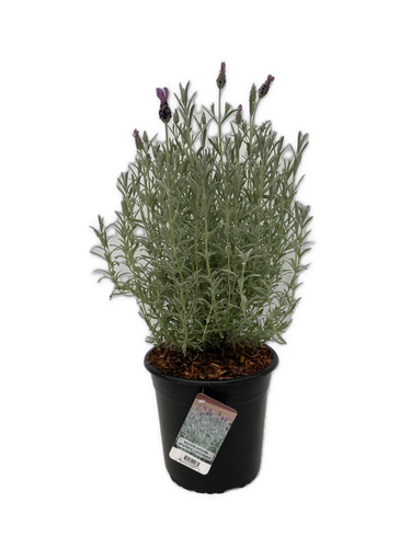 Ornamental Herb - Lavandula stoechas 'Silver Spanish Lavender' (2 Gallon) Product vendor