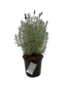 Ornamental Herb - Lavandula stoechas 'Silver Spanish Lavender' (2 Gallon) Product vendor