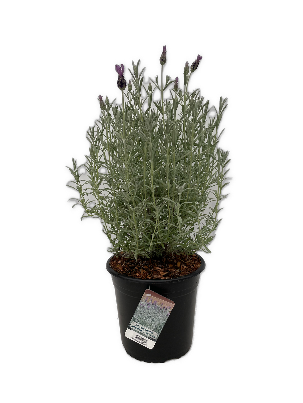 Ornamental Herb - Lavandula stoechas 'Silver Spanish Lavender' (2 Gallon) Product vendor