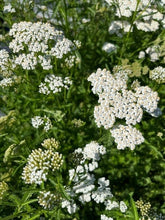 Load image into Gallery viewer, Perennial - Achillea millefolium &#39;White Yarrow&#39; (4 Inch)
