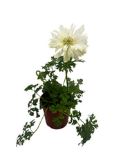 Load image into Gallery viewer, Perennial - Anemone Coronaria &#39;Harmony Double White&#39; (4 Inch) Product vendor
