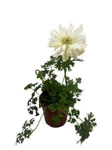 Perennial - Anemone Coronaria 'Harmony Double White' (4 Inch) Product vendor