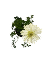 Load image into Gallery viewer, Perennial - Anemone Coronaria &#39;Harmony Double White&#39; (4 Inch) Product vendor
