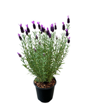 Load image into Gallery viewer, Ornamental Herb - Lavandula stoechas &#39;Anouk Lavender&#39; (1 Gallon)
