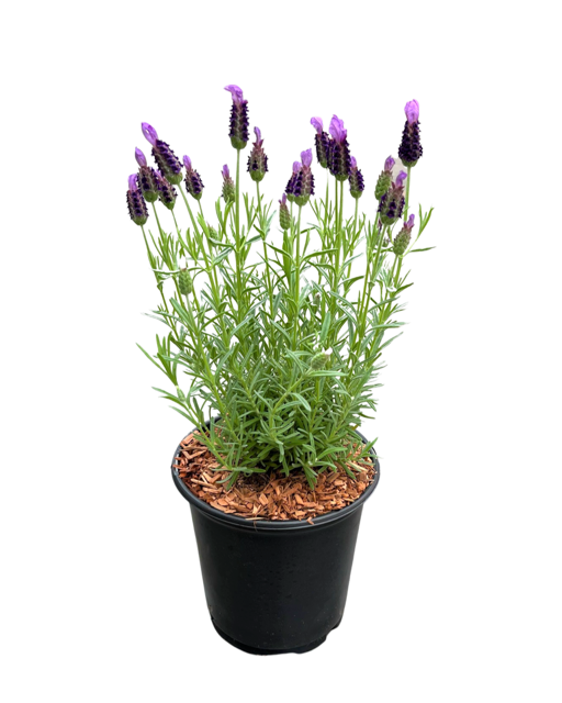 Ornamental Herb - Lavandula stoechas 'Anouk Supreme Lavender' (1 Gallon)
