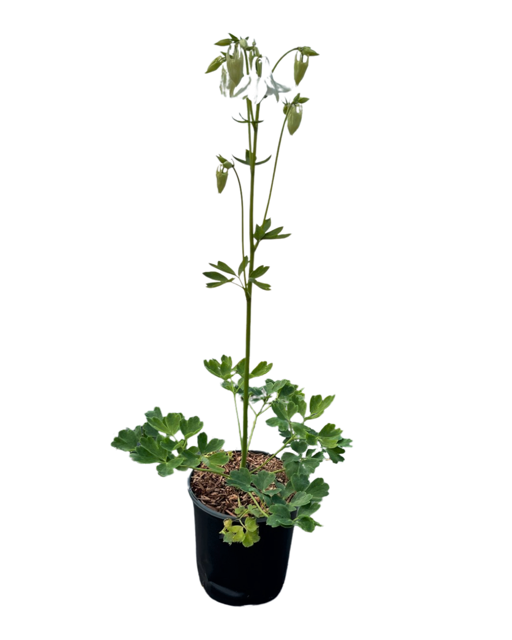 Perennial - Aquilegia x vulgaris 'White Columbine' (1 Gallon)