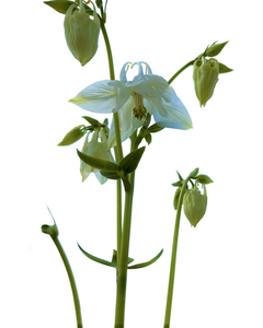 Perennial - Aquilegia x vulgaris 'White Columbine' (1 Gallon)