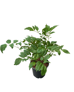 Perennial - Astilbe arendsii ‘Fanal’ (1 Gallon)
