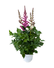 Load image into Gallery viewer, Perennial - Astilbe chinensis ‘Little Vision in Purple’ (1 Gallon White Pot)
