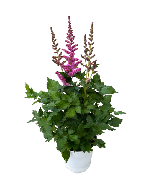Perennial - Astilbe chinensis ‘Little Vision in Purple’ (1 Gallon White Pot)