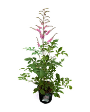 Load image into Gallery viewer, Perennial - Astilbe arendsii &#39;Peach Blossom&#39; (1 Gallon)
