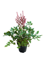 Load image into Gallery viewer, Perennial - Astilbe chinensis ‘Vision in Red’ (1 Gallon)
