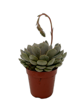 Load image into Gallery viewer, Succulent - Echeveria x hybrida &#39;Jasiri&#39; (2 Inch Tin)
